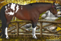 Horse Color:Brown Appaloosa 