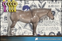 Horse Color:White Spotted Silver Grullo 