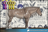 Horse Color:White Spotted Silver Grullo 