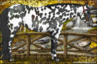 Horse Color:Black Near Leopard 