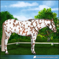 Horse Color:Chestnut Near Leopard 
