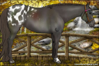 Horse Color:Smoky Black Appaloosa 