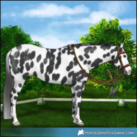 Horse Color:Black Near Leopard