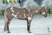 Horse Color:White Spotted Silver Grullo 
