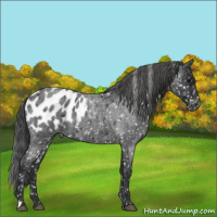 Horse Color:Blue Roan Appaloosa