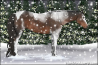 Horse Color:White Spotted Liver Chestnut Tobiano 