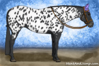 Horse Color:Black Appaloosa 