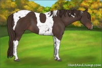 Horse Color:Liver Chestnut Tobiano 