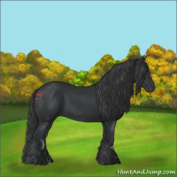 Horse Color:Black  and Black 