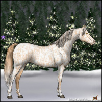 Horse Color:Bay Roan Pearl  and Bay Roan Pearl Appaloosa 