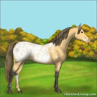 Horse Color:Buckskin Appaloosa 