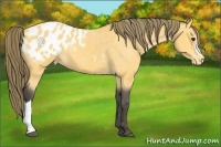 Horse Color:Buckskin Appaloosa