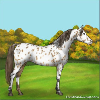 Horse Color:Buckskin Appaloosa 