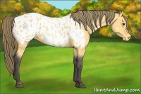 Horse Color:Buckskin Appaloosa