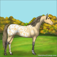 Horse Color:Buckskin Appaloosa 