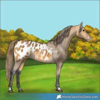 Horse Color:Buckskin Appaloosa 