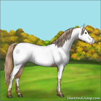 Horse Color:Red Roan Appaloosa 