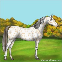 Horse Color:Buckskin Roan Appaloosa 