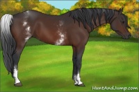 Horse Color:White Spotted Brown 