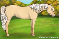 Horse Color:Silver Amber Cream Champagne Dun 