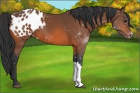 Horse Color:Bay Appaloosa 