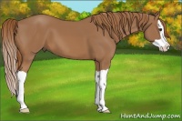 Horse Color:Chestnut Splash 