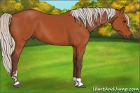 Horse Color:Silver Bay Tobiano 