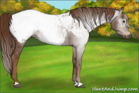 Horse Color:Gray Chestnut Appaloosa 