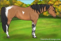 Horse Color:Bay Tobiano 