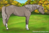 Horse Color:Silver Grullo Tobiano 