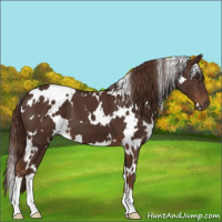 Horse Color:White Spotted Liver Chestnut 
