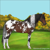 Horse Color:White Spotted Bay 