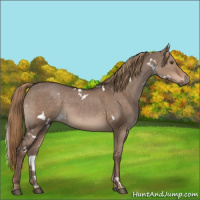 Horse Color:White Spotted Liver Red Dun 