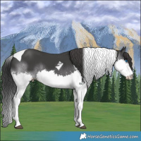 Horse Color:Black Splash Tobiano 