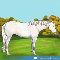 Horse Color:Cremello Dun Tobiano