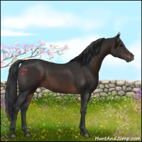 Horse Color:Brown Rabicano 