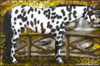 Horse Color:Brown Appaloosa