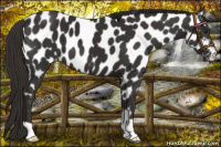 Horse Color:Liver Chestnut Appaloosa 