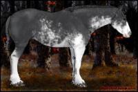 Horse Color:Black Sabino 