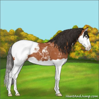 Horse Color:Bay Splash Appaloosa 