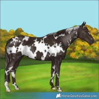 Horse Color:White Spotted Liver Chestnut 