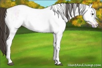 Horse Color:White Spotted Buckskin Ice 