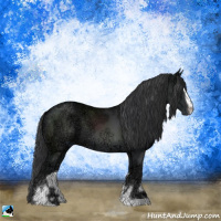 Horse Color:Black Ice Sabino