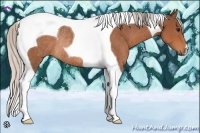 Horse Color:Silver Bay Tobiano Rabicano