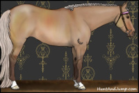 Horse Color:Silver Bay Dun 