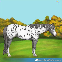 Horse Color:Liver Chestnut Near Leopard 