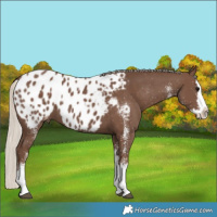 Horse Color:White Spotted Silver Black Splash Blanket 