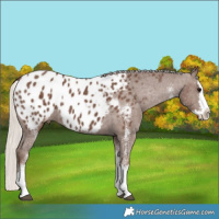 Horse Color:White Spotted Silver Black Splash Appaloosa 