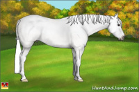 Horse Color:Gray Grullo Splash 