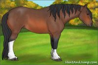 Horse Color:Bay Roan Tobiano 